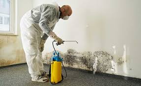 Best Mold Odor Removal Services  in Brookhaven, PA