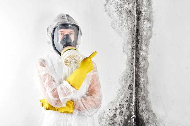 Best Emergency Mold Remediation  in Brookhaven, PA