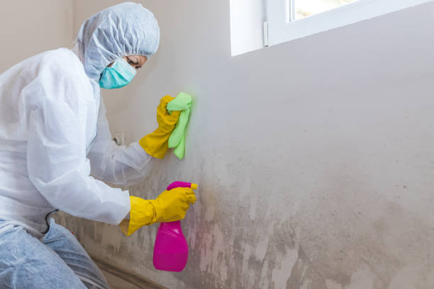 Best Environmental Consulting for Mold Prevention  in Brookhaven, PA