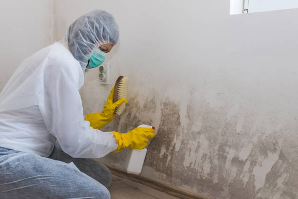 Mold Remediation for Rental Properties in Brookhaven, PA